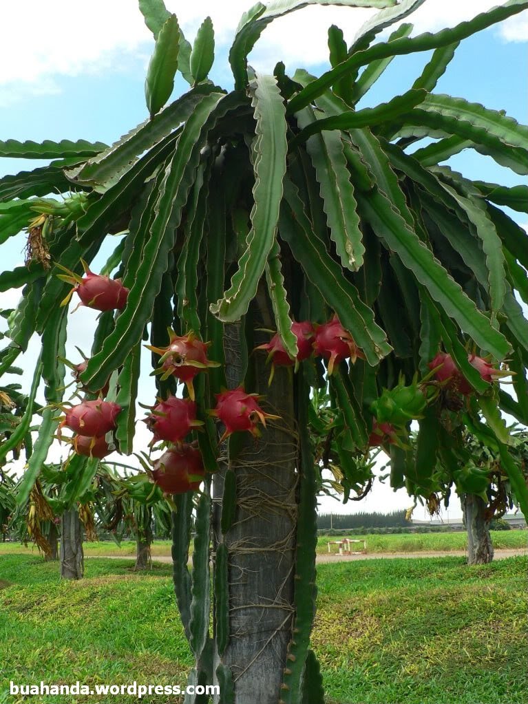 Ancient Dragon Tree