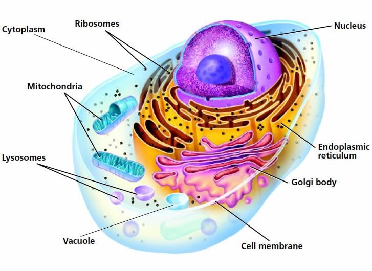 animalcell (1).jpg