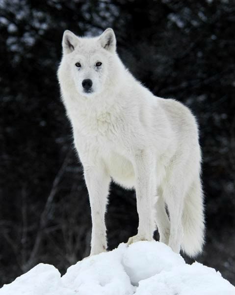 Arctic_wolf