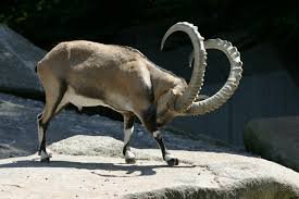 Bow Ibex