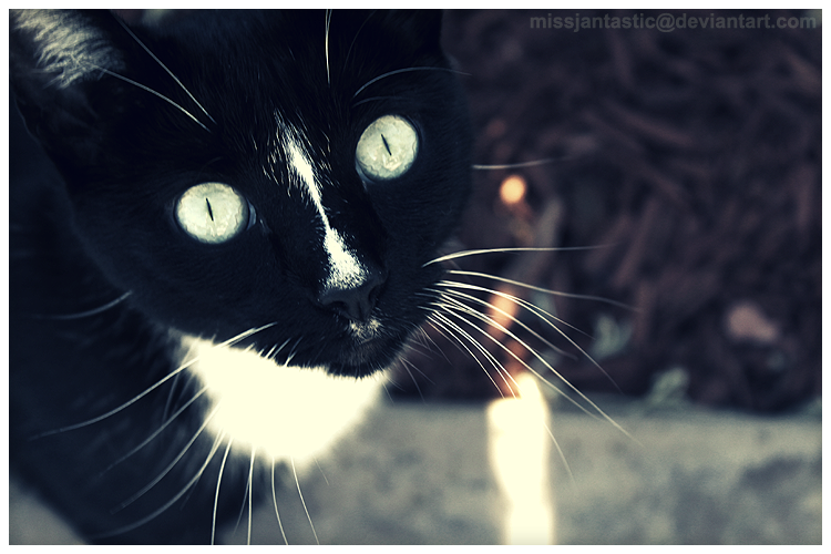 Cat_eyes_by_missjantastic-d7kop91