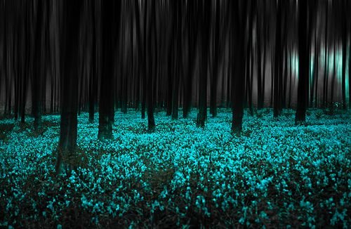 Evernight Forest