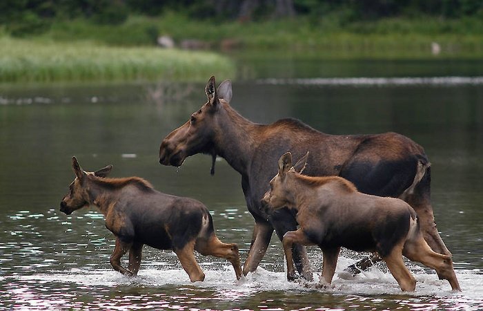 Family Crossing