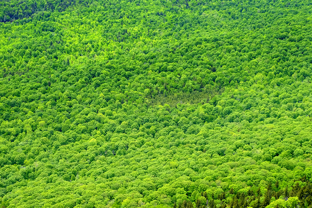 Green Forest