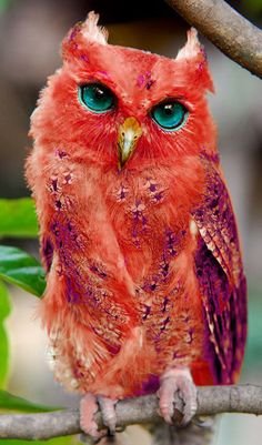 Owl