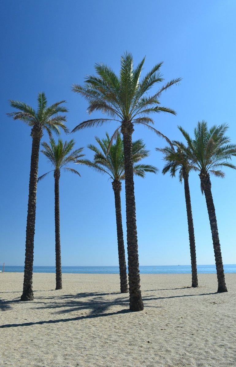 palm-trees-on-beach.jpg