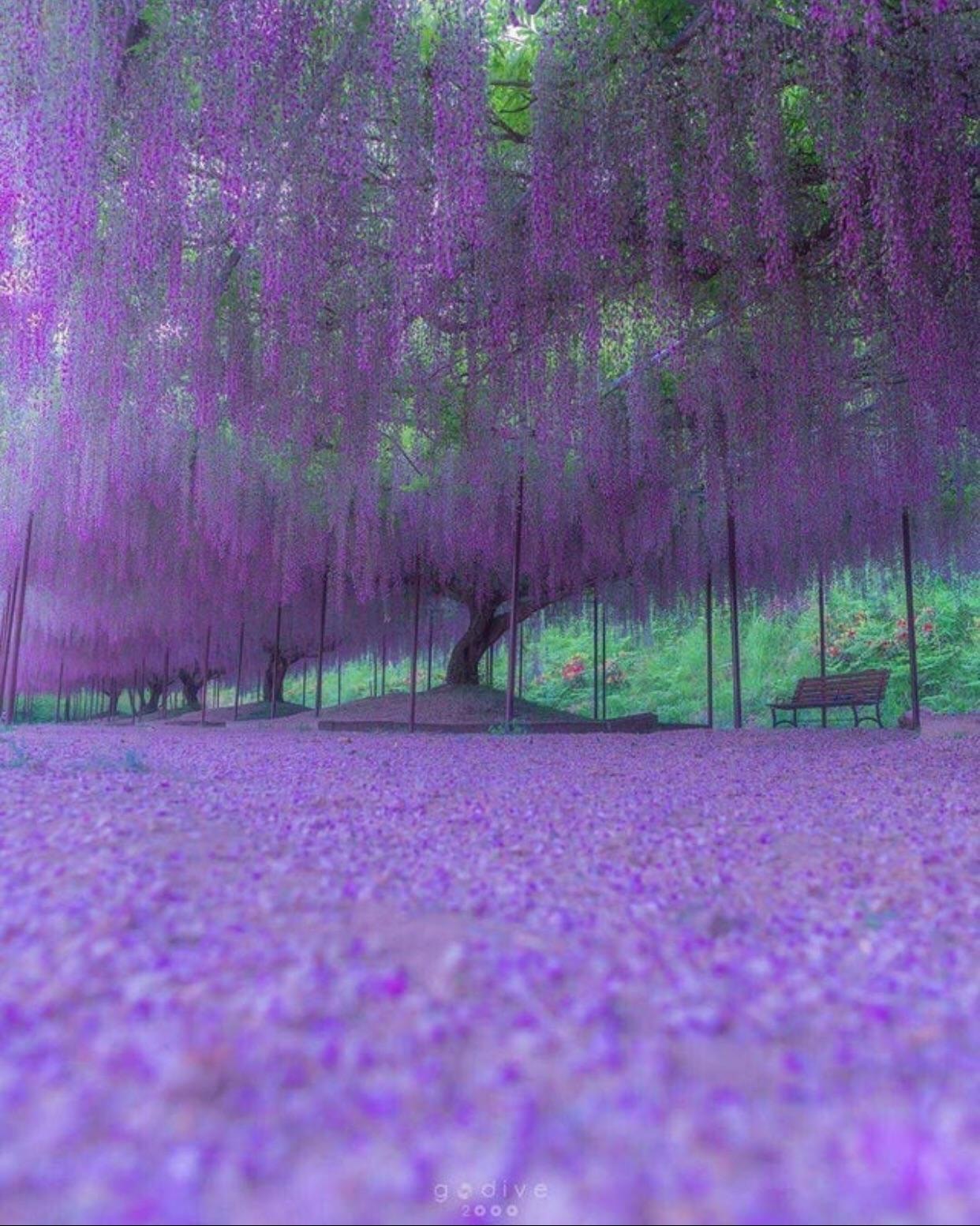 Purple petals