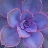 Purple Succulent Icon