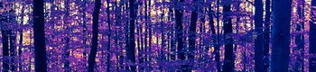 Purple Trees Background