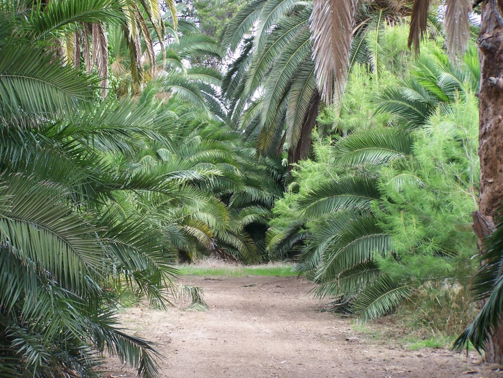 spanish-palm-grove.jpg