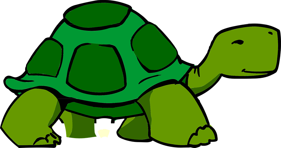 Tortoise