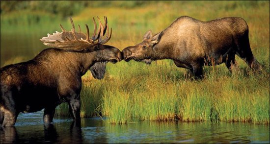 True Moose Love