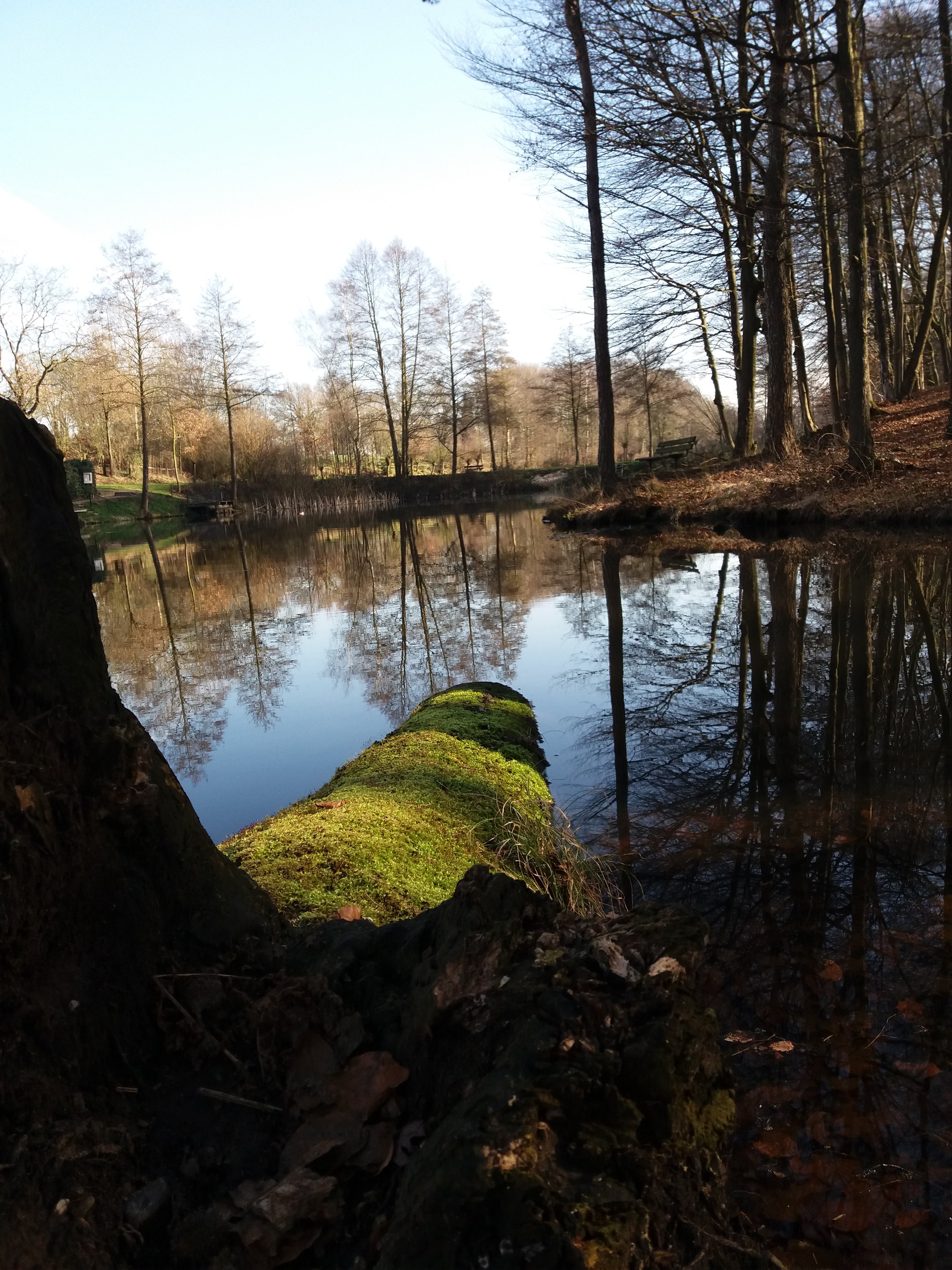 Trunk in a mirror