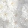 White Flowers Icon